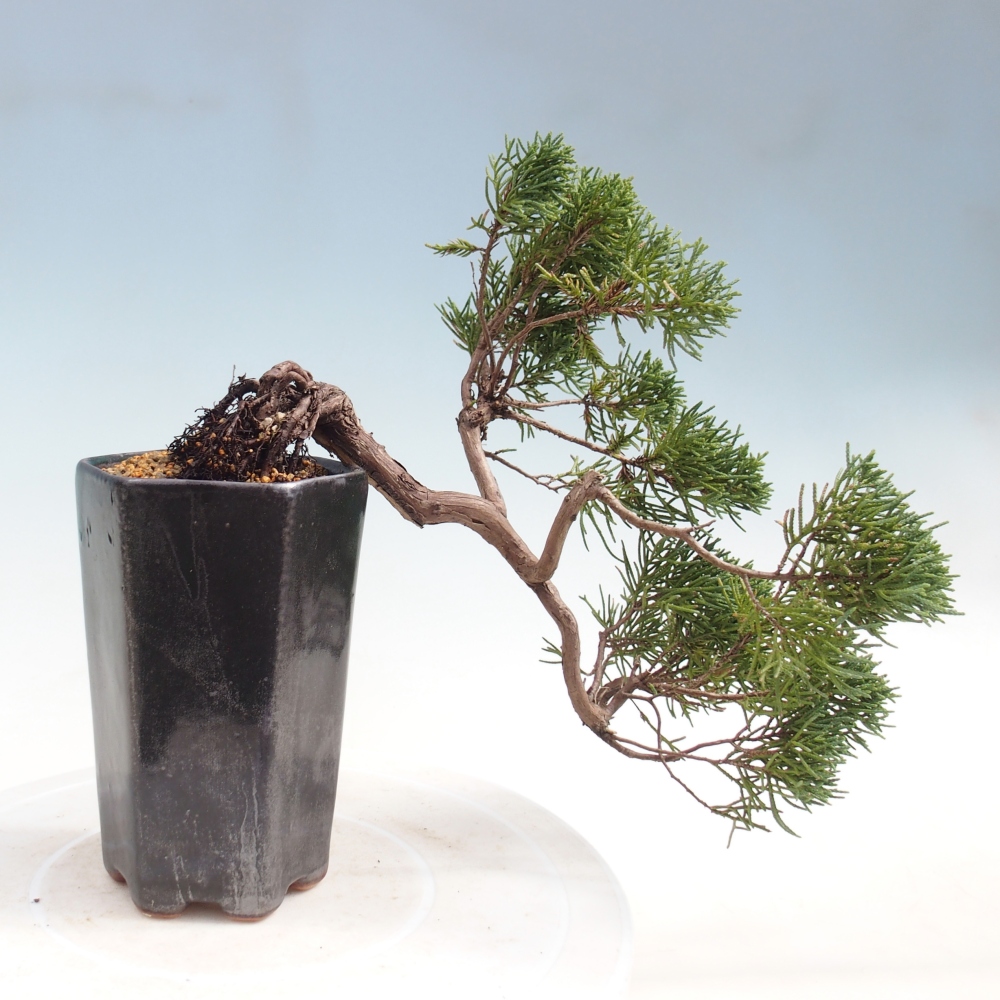 Bonsai voor buiten - Juniperus chinensis Kishu