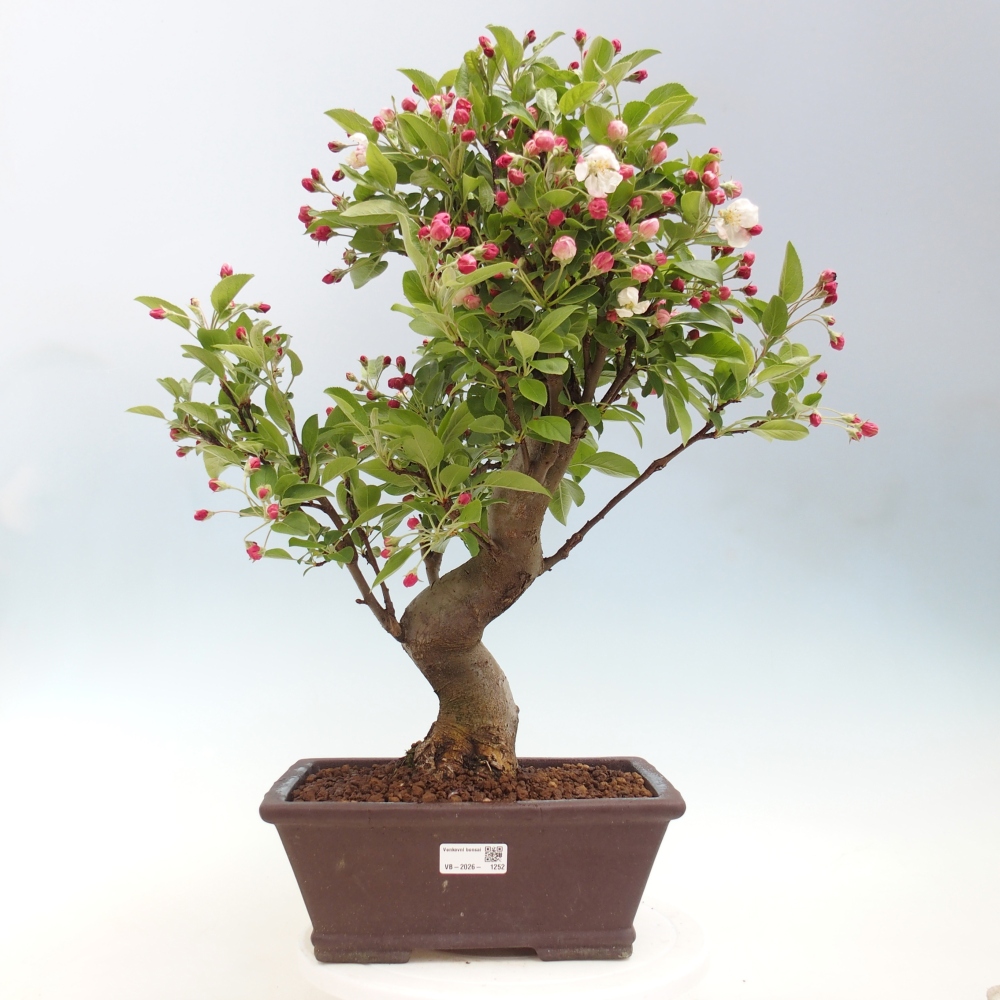 Bonsai voor buiten -Malus halliana - Appelboom met kleine vruchten