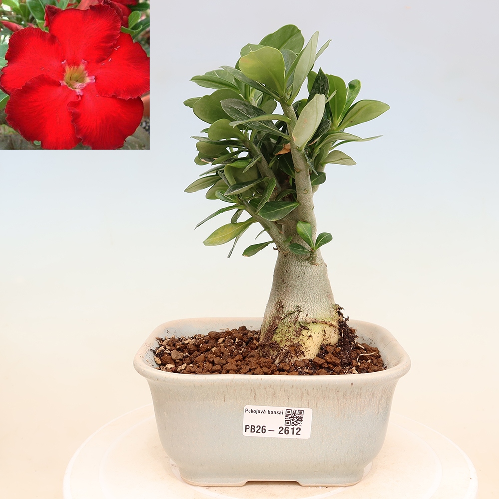 Kamerbonsai - Adenium obesum Red Star - Woestijnroos