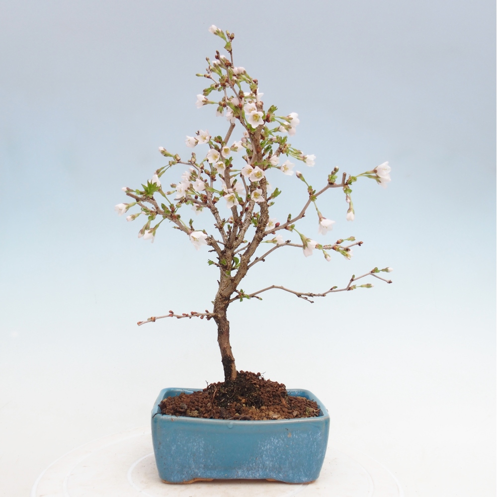 Bonsai voor buiten - Prunus incisa Kojou-no mai-Plivon uitgesneden