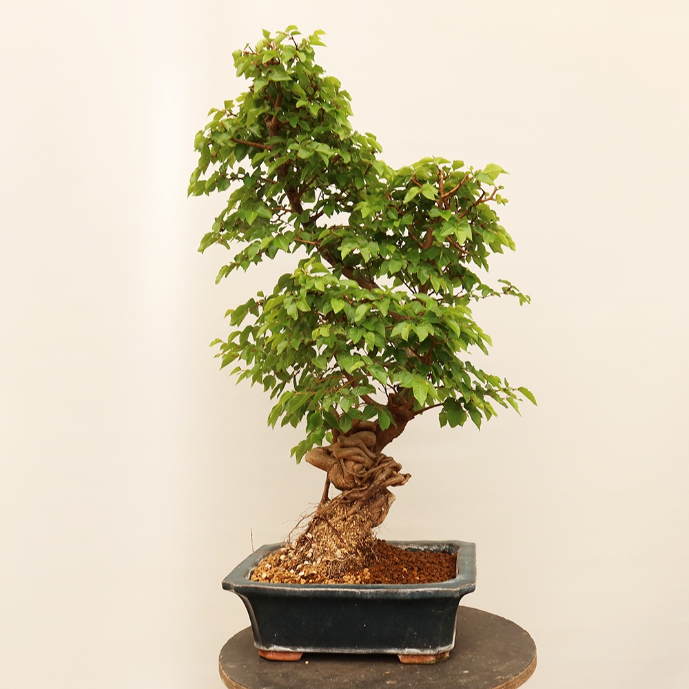 Bonsai voor buiten -Carpinus Coreana - Koreaanse haagbeuk