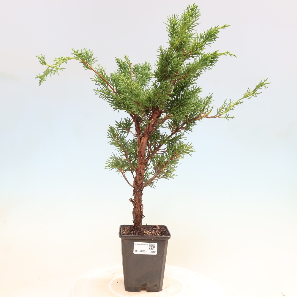 Bonsai voor buiten - Juniperus chinensis Kishu