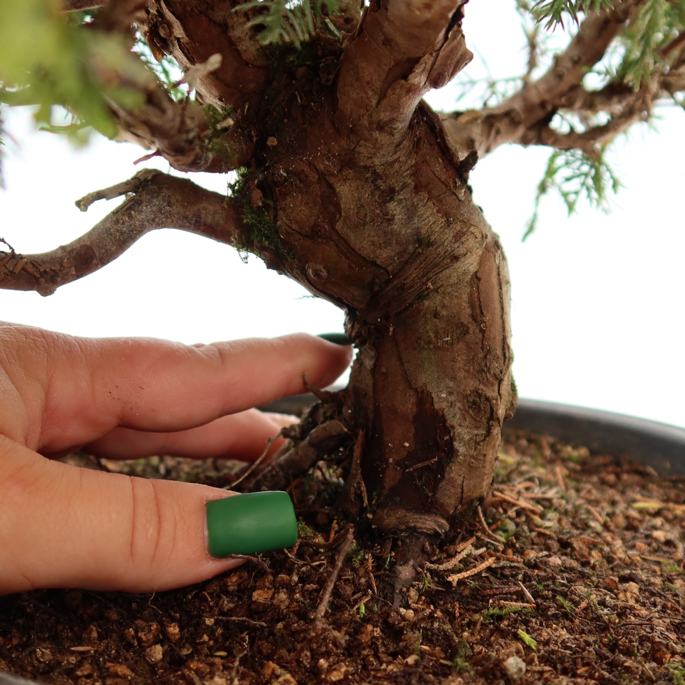 Bonsai voor buiten - Juniperus chinensis Itoigawa-Juniperus chinensis