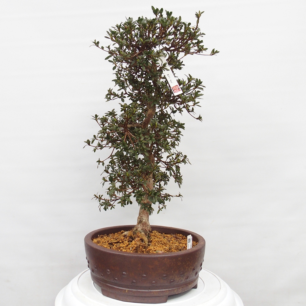 Bonsai voor buiten - Japanse Azalea - Azalea Akari