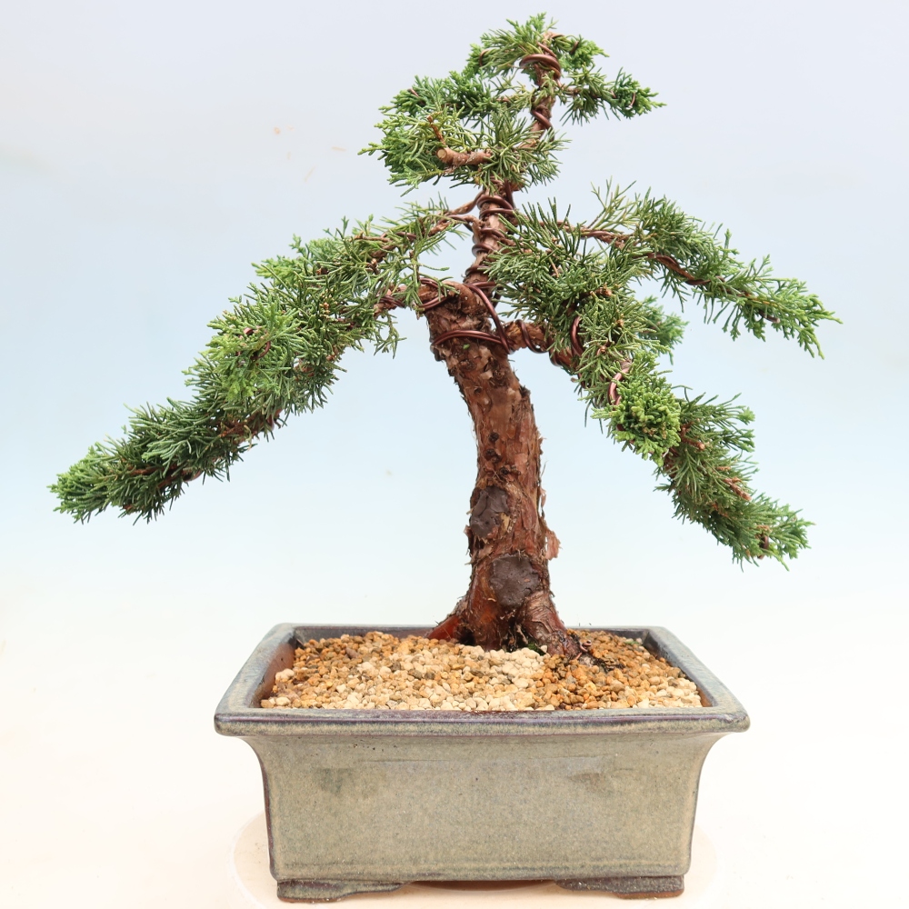 Bonsai voor buiten - Juniperus chinensis Kishu