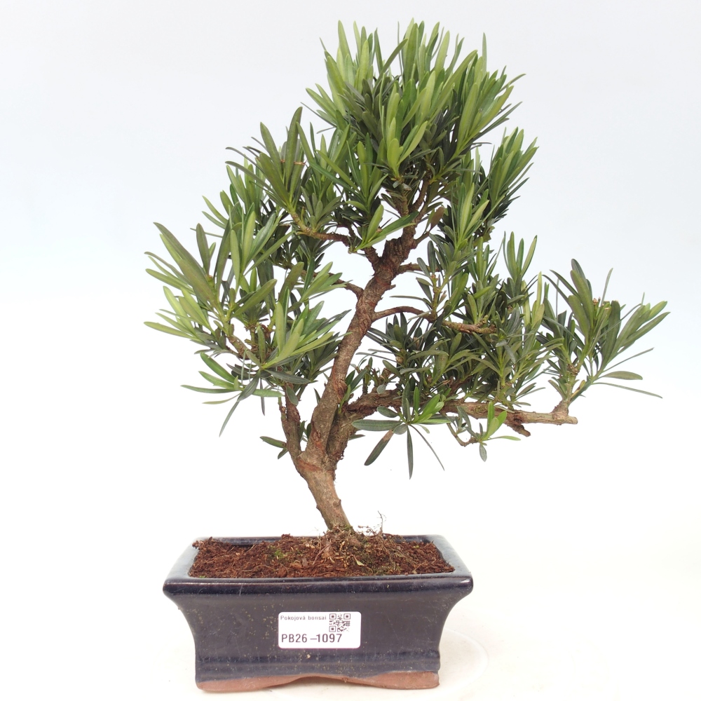 Kamerbonsai - Podocarpus - Taxus