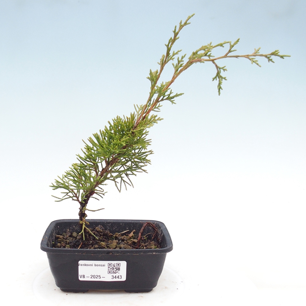 Bonsai voor buiten - Juniperus chinensis Itoigawa
