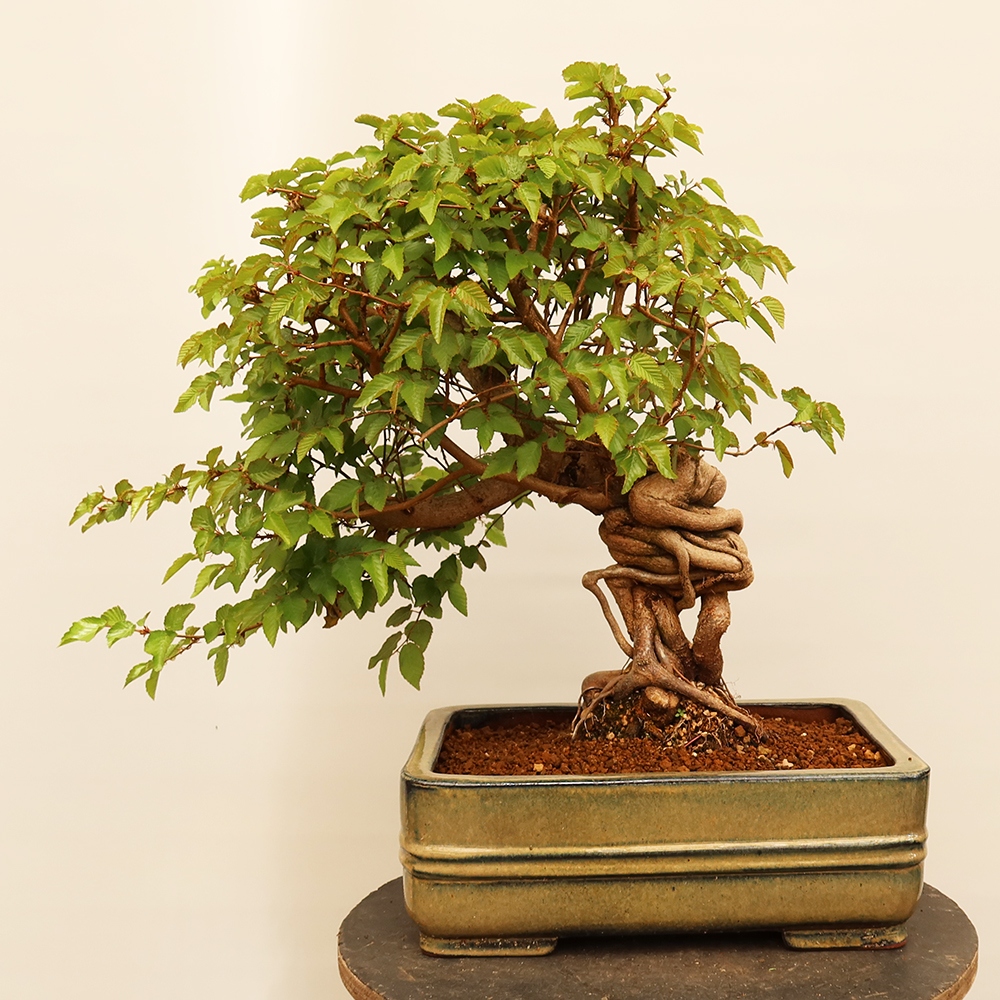 Bonsai voor buiten -Carpinus Coreana - Koreaanse haagbeuk