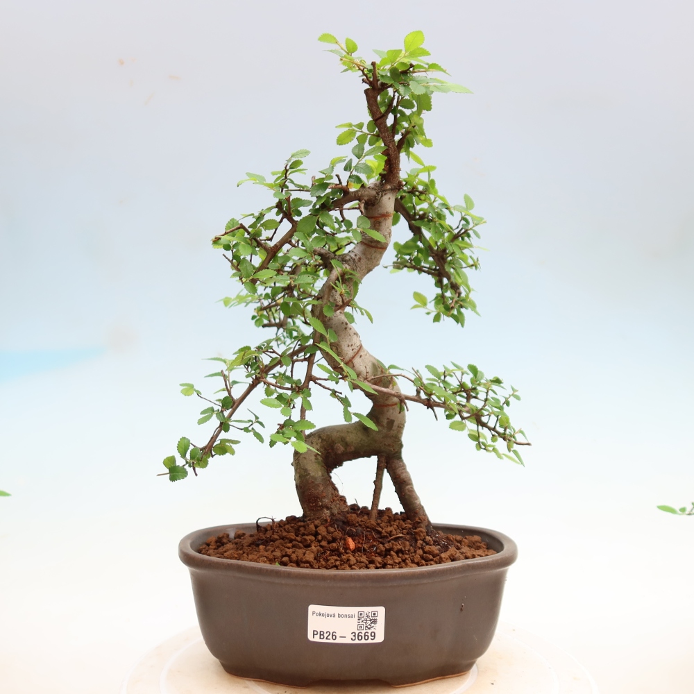 Kamerbonsai - Ulmus parvifolia - Winteriep