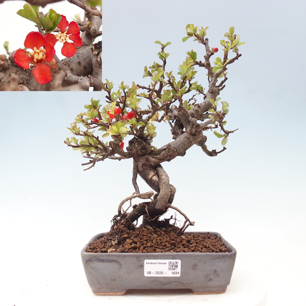 Bonsai voor buiten - Chaneomeles speciosa - Kweepeer