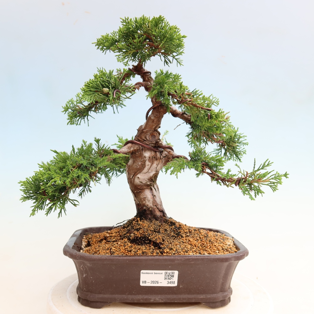 Bonsai voor buiten - Juniperus chinensis Itoigawa-Juniperus chinensis