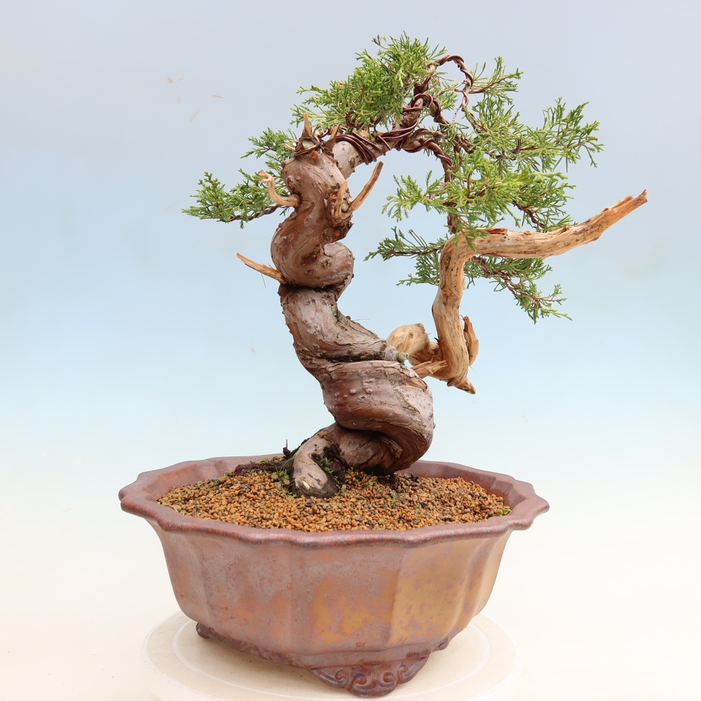 Bonsai voor buiten - Juniperus chinensis Itoigawa-Juniperus chinensis
