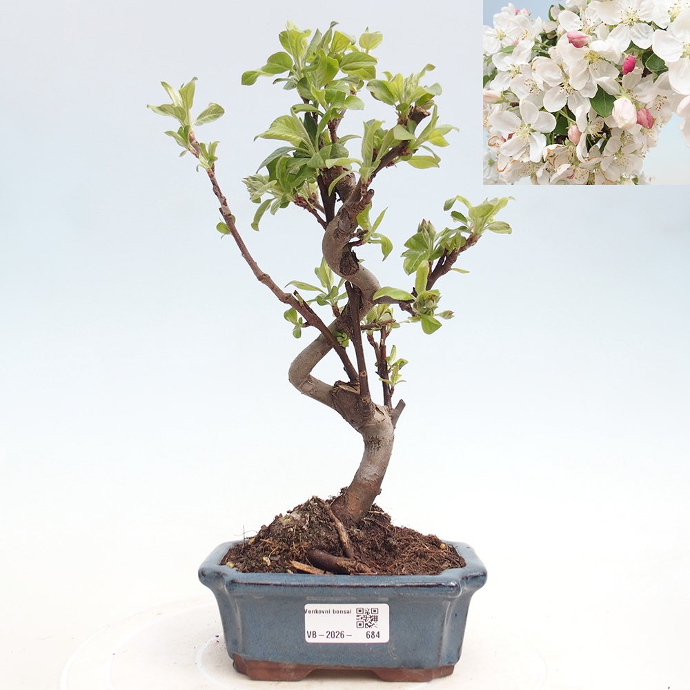 Bonsai voor buiten -Malus halliana - Appelboom met kleine vruchten