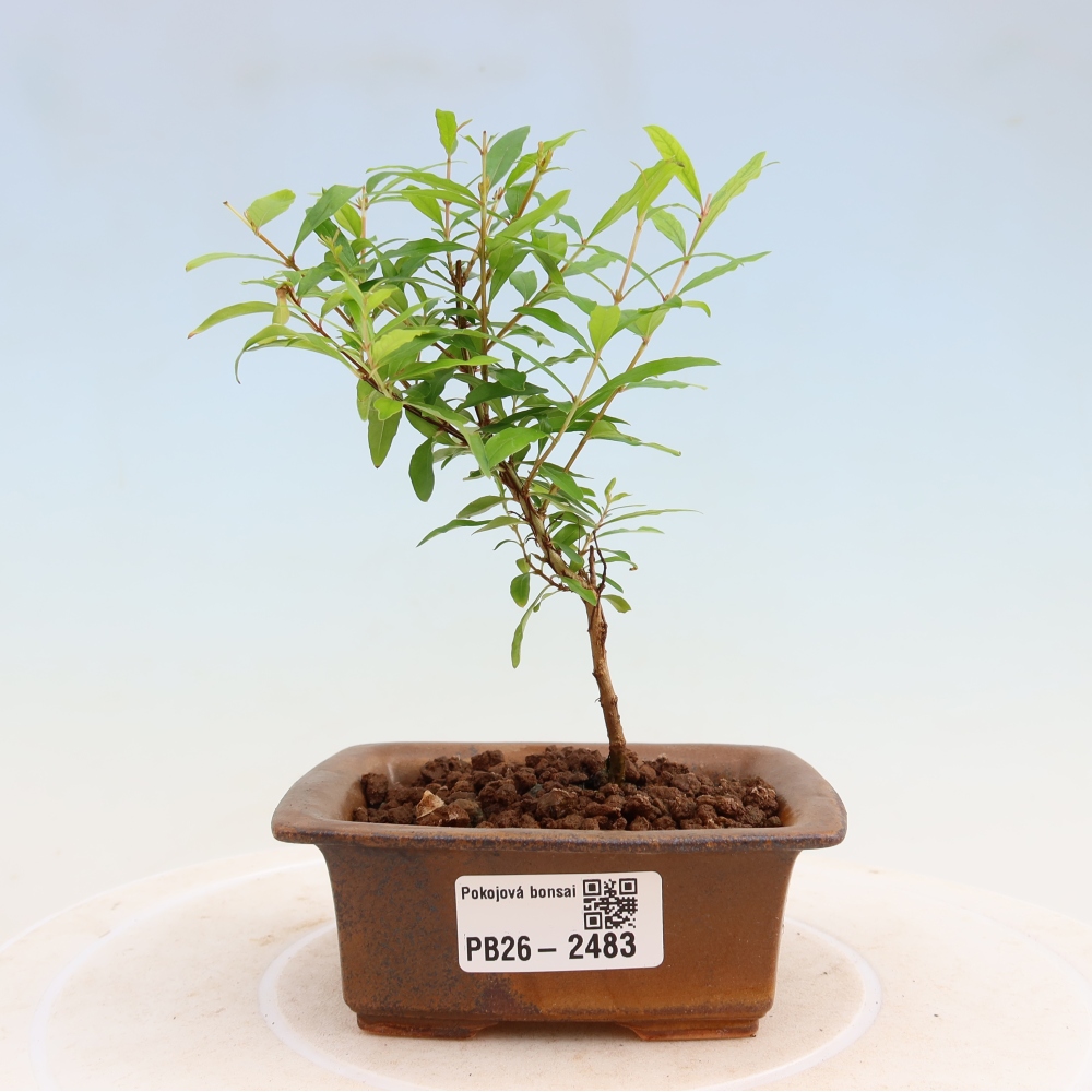 Kamerbonsai-PUNICA granatum nana-Granaatappel