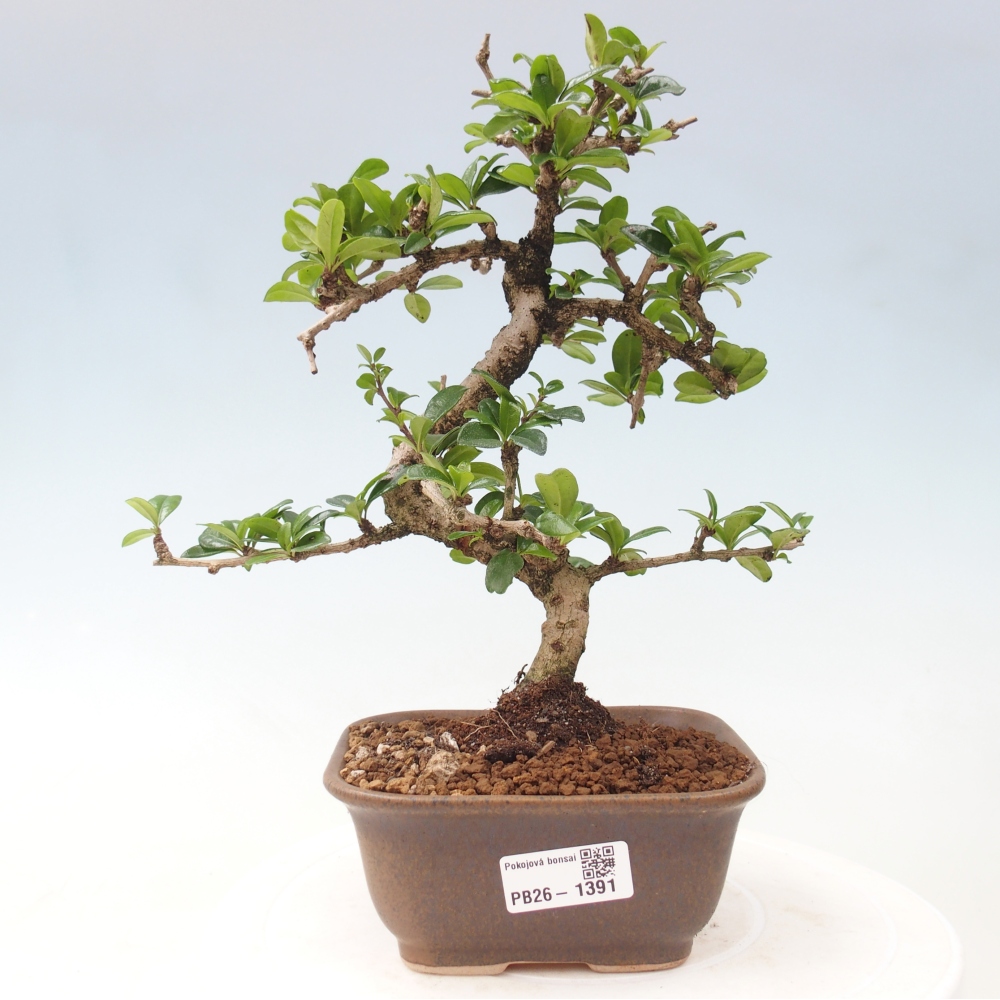 Kamerbonsai - Carmona macrophylla - Thee fuki