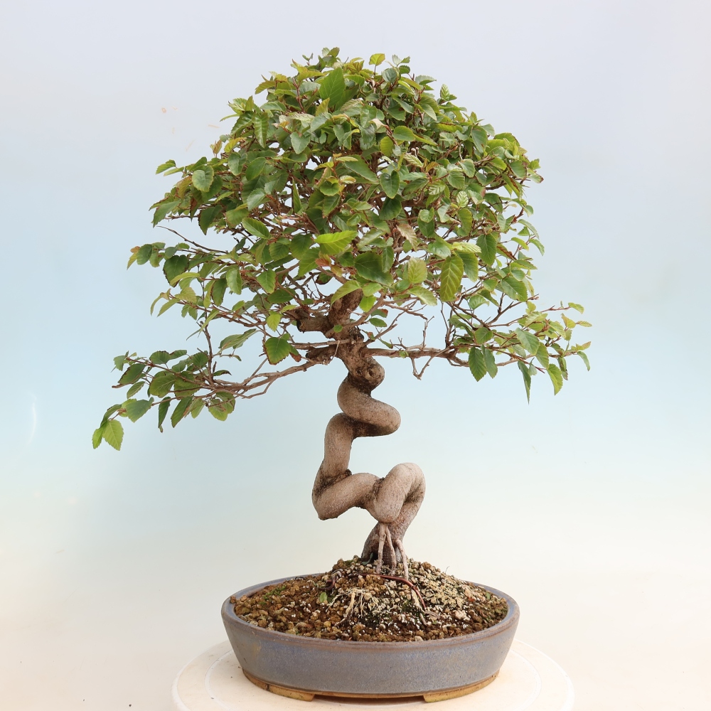Bonsai voor buiten -Carpinus CARPINOIDES - Koreaanse haagbeuk