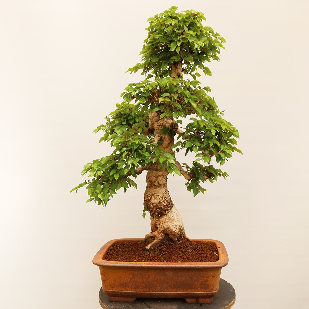 Bonsai voor buiten -Carpinus Coreana - Koreaanse haagbeuk