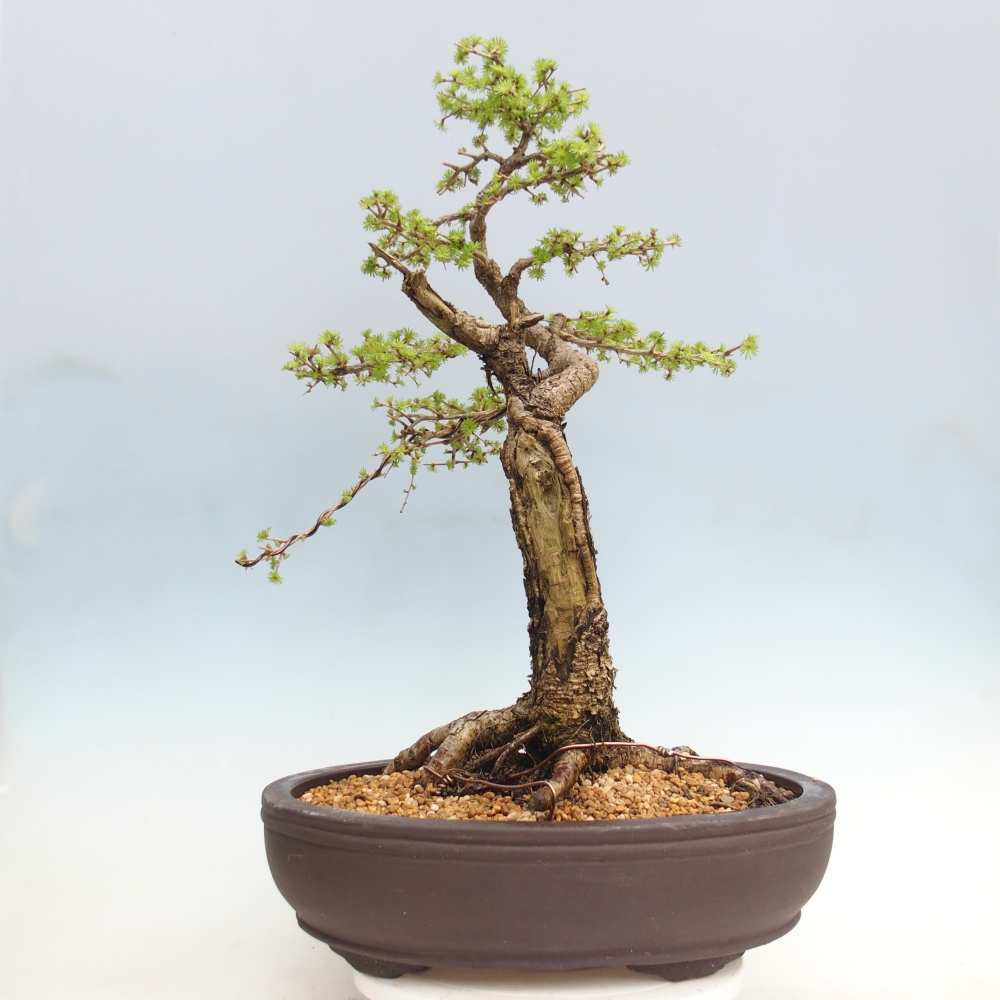 Bonsai voor buiten -Larix decidua - Lariks - Alleen palletvervoer