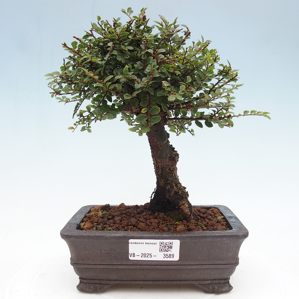 Bonsai voor buiten - Ulmus parvifolia Hokkaido - Chinese iep