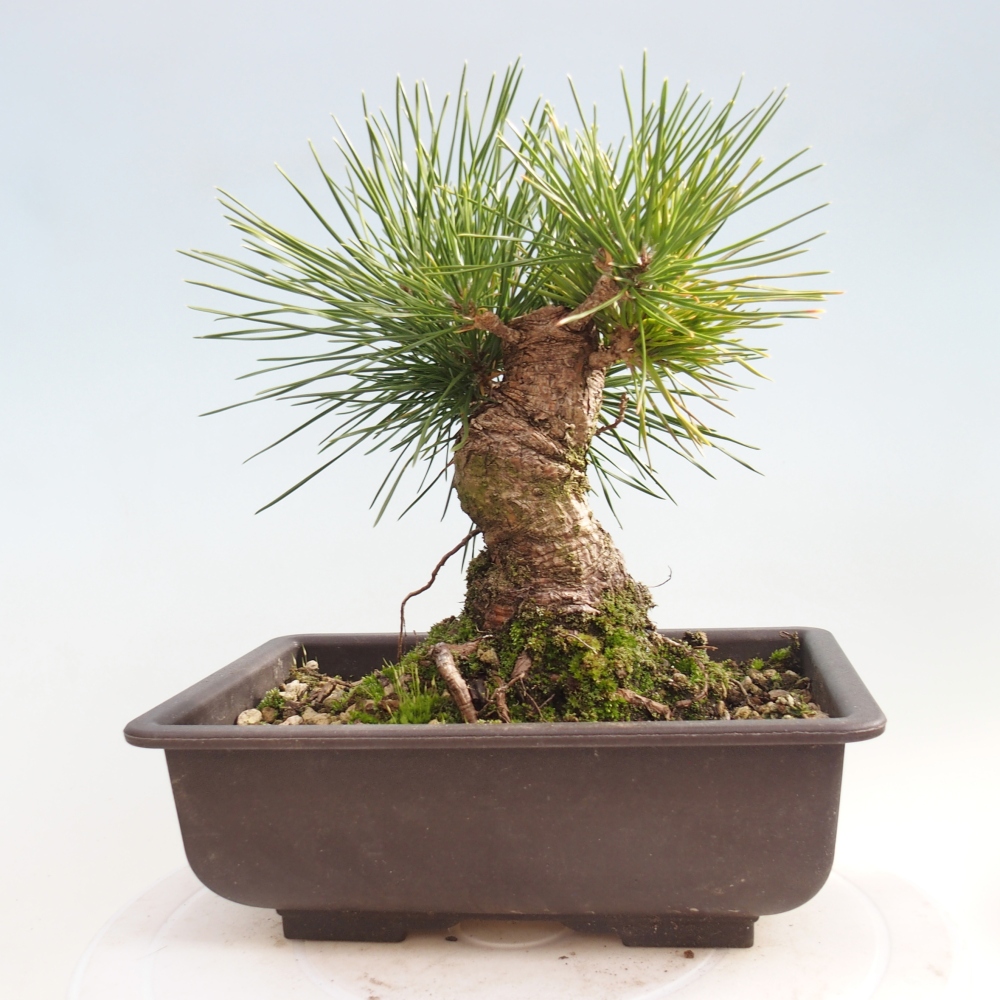 Bonsai voor buiten - Pinus thunbergii - Thunberg den