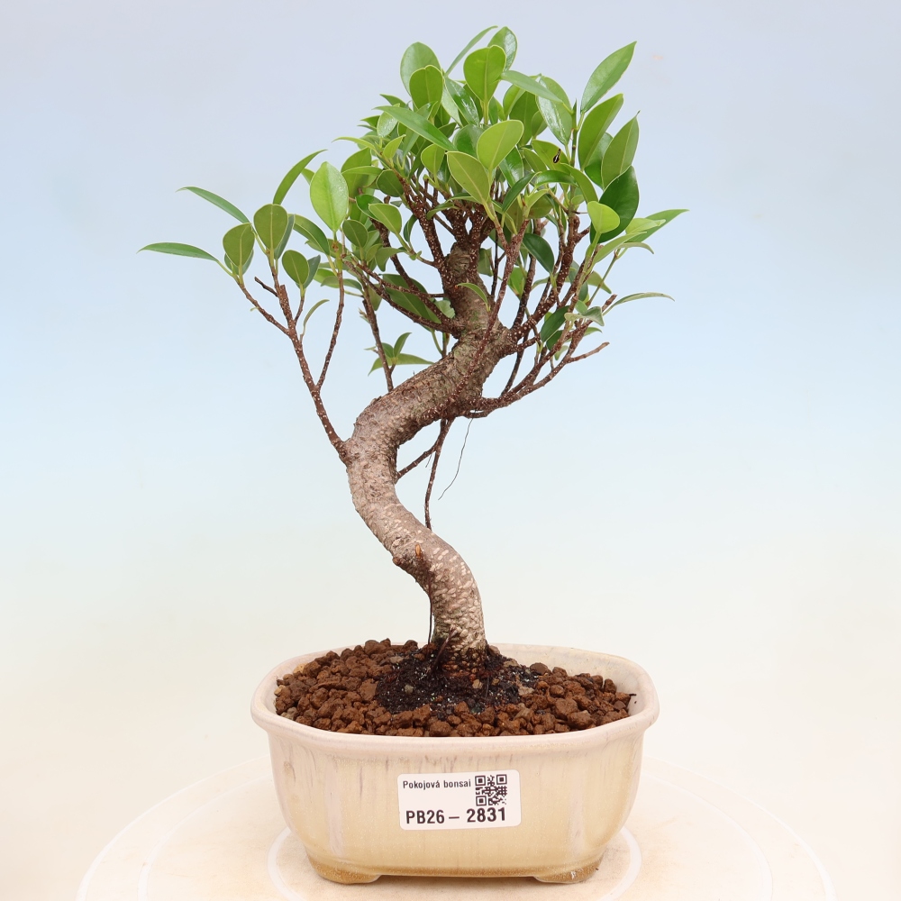 Kamerbonsai - Ficus kimmen - kleinbladige ficus