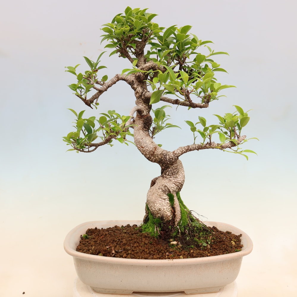 Kamerbonsai - Ficus kimmen - kleinbladige ficus