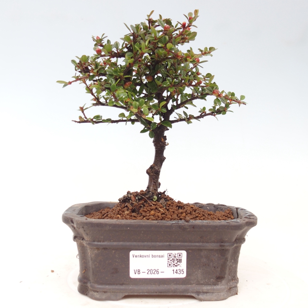 Bonsai voor buiten - Cotoneaster horizontalis - Rocky Mountain