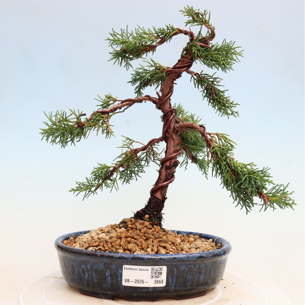Bonsai voor buiten - Juniperus chinensis Kishu