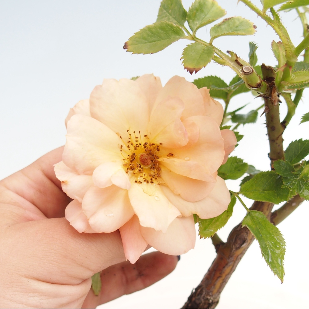 Bonsai voor buiten - Rosa Kordes - roos