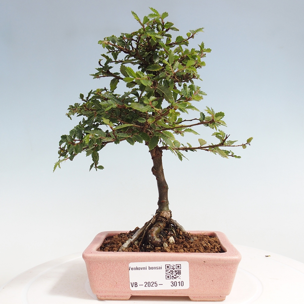 Bonsai voor buiten - Ulmus parvifolia Sagei - Kleinbladige iep