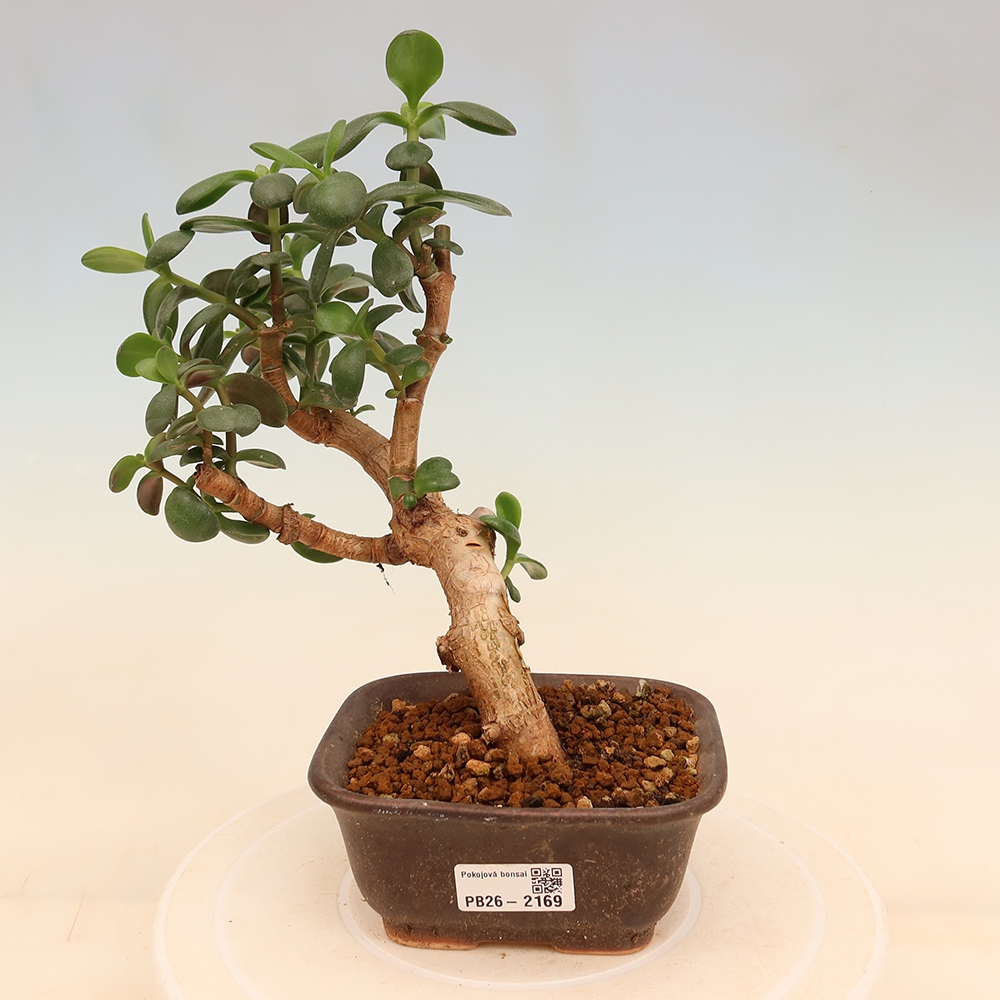 Kamerbonsai - Portulakaria Afra - Tlustice