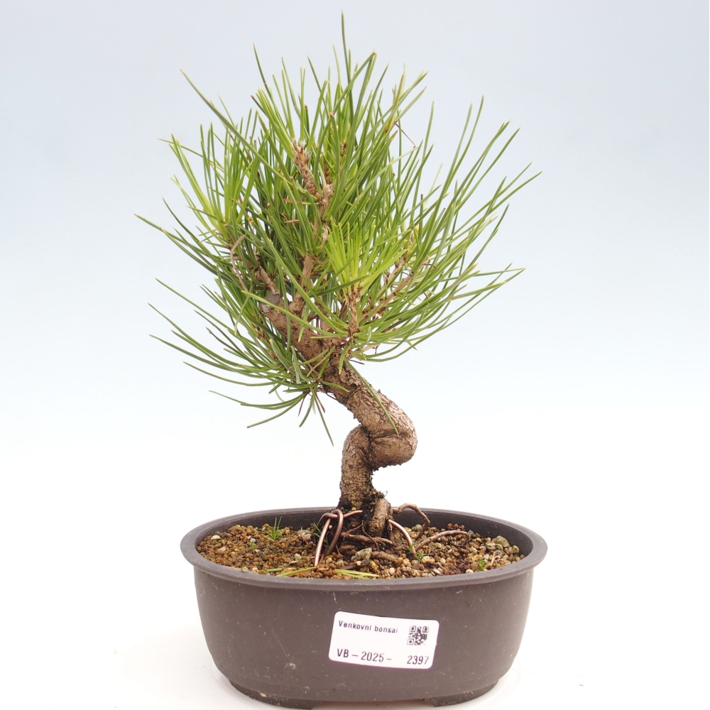 Bonsai voor buiten - Pinus thunbergii - Thunberg den
