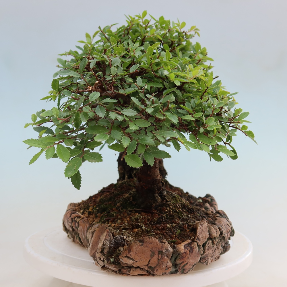 Buitenbonsai - Zelkova - Zelkova NIRE - bosje
