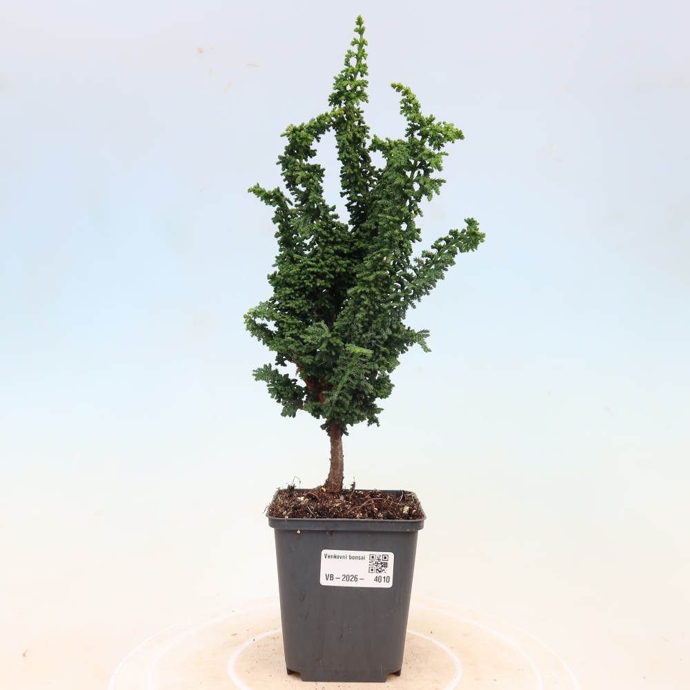 Bonsai voor buiten - Cham. obtusa SEKKA HINOKI - Cipres