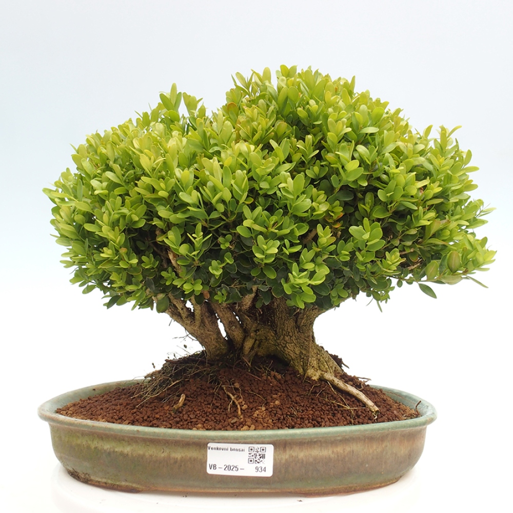 Bonsai voor buiten - Buxus sempervirens - buxus