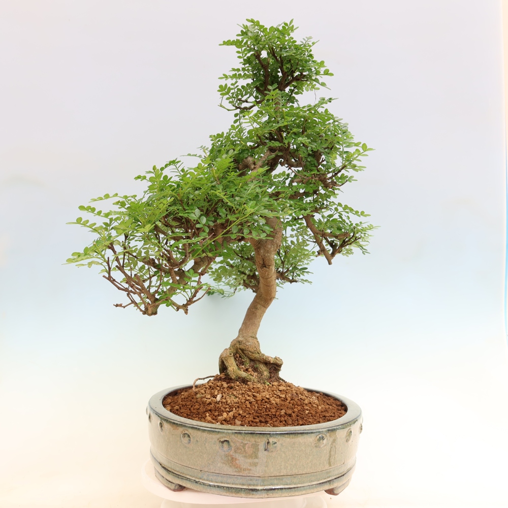 Kamerbonsai - Zantoxylum piperitum - peperboom