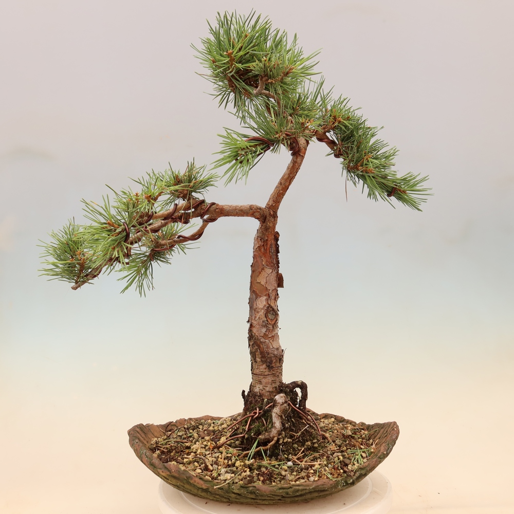 Bonsai voor buiten - Pinus Sylvestris Watererri - grove den