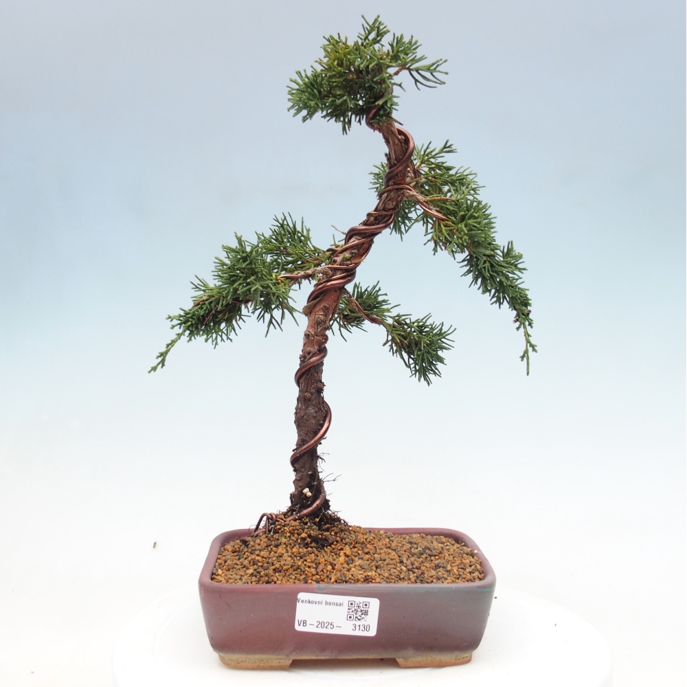 Bonsai voor buiten - Juniperus chinensis Kishu