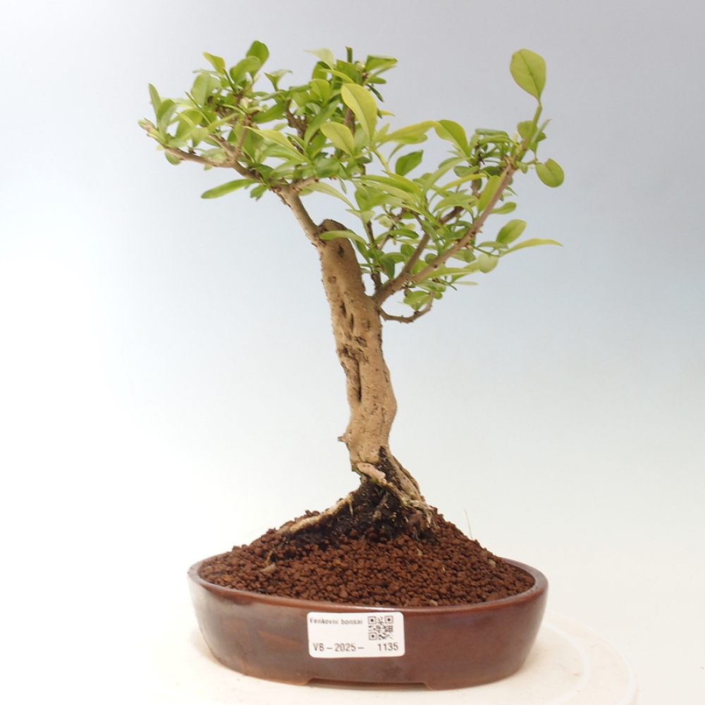 Bonsai voor buiten - Prunus spinosa