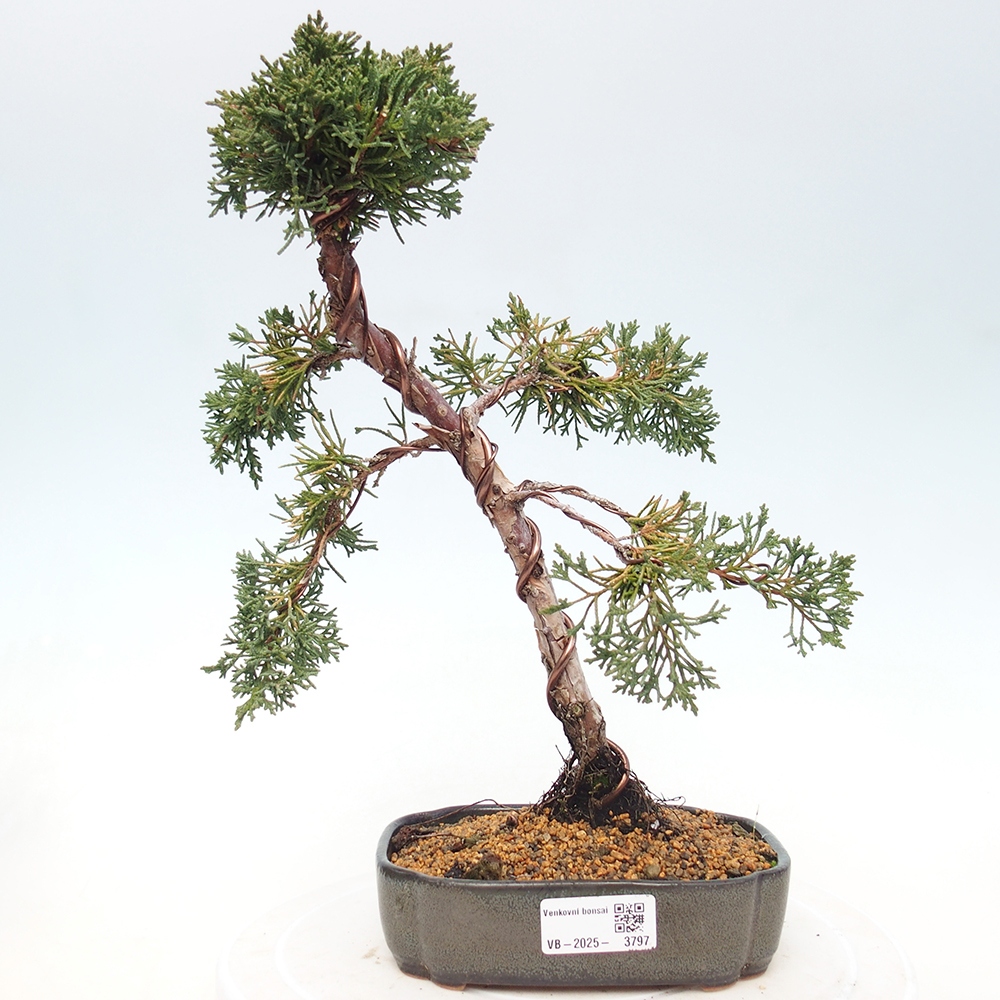 Bonsai voor buiten - Juniperus chinensis Kishu