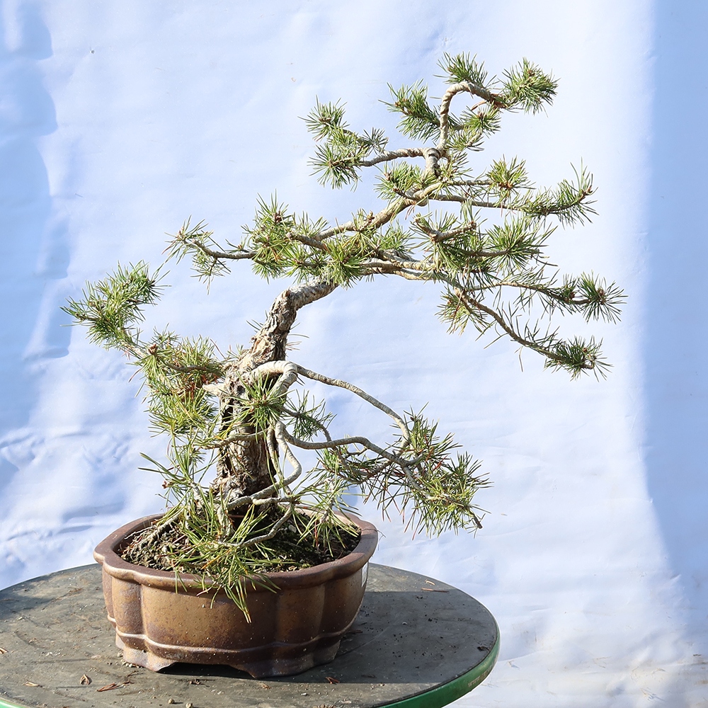Pinus sylvestris Spanje - grove den
