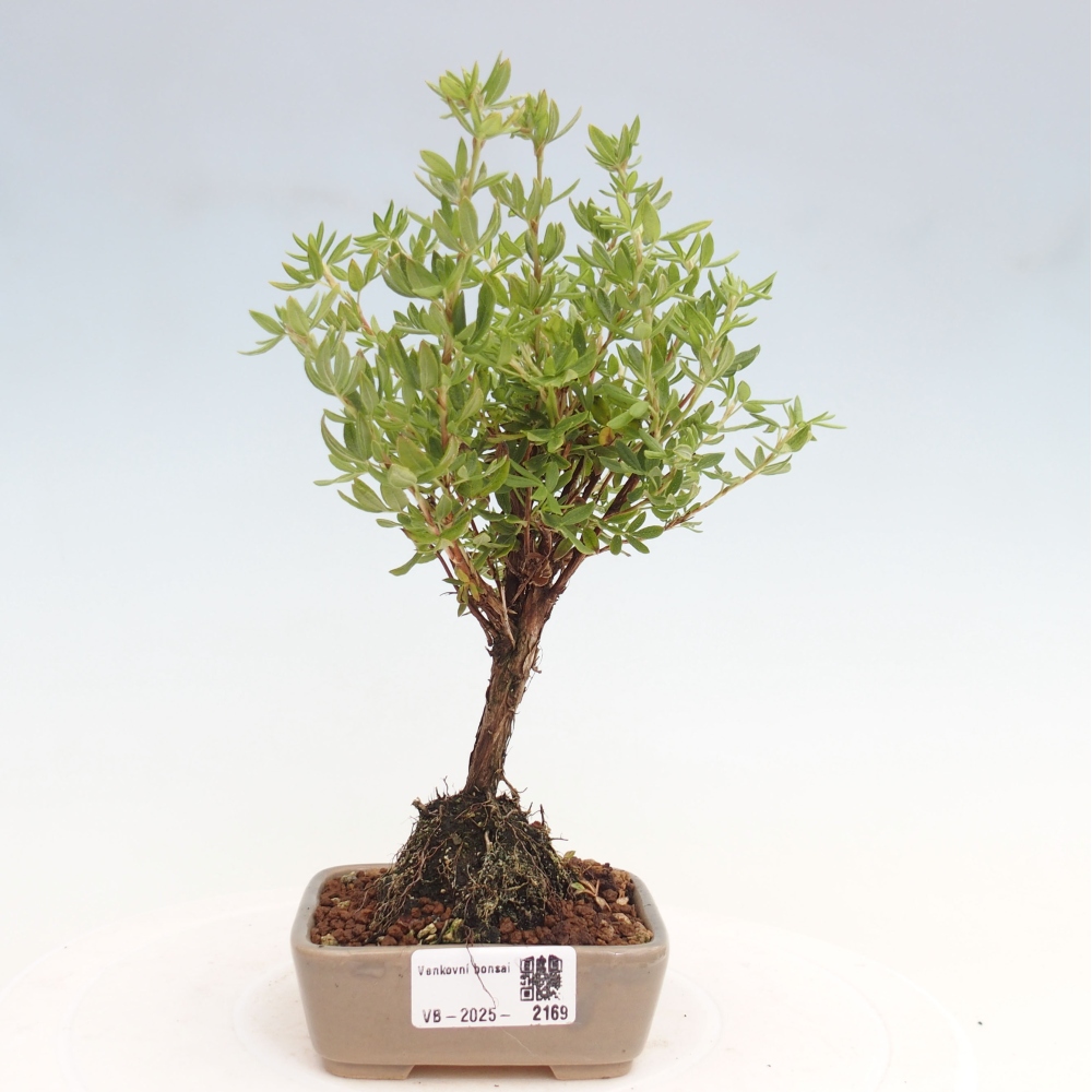 Bonsai voor buiten - Potentila fruticosa gele vogel