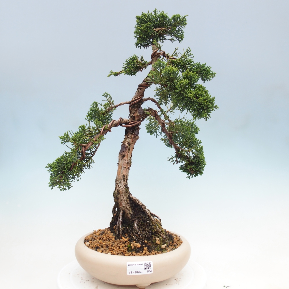 Bonsai voor buiten - Juniperus chinensis Kishu