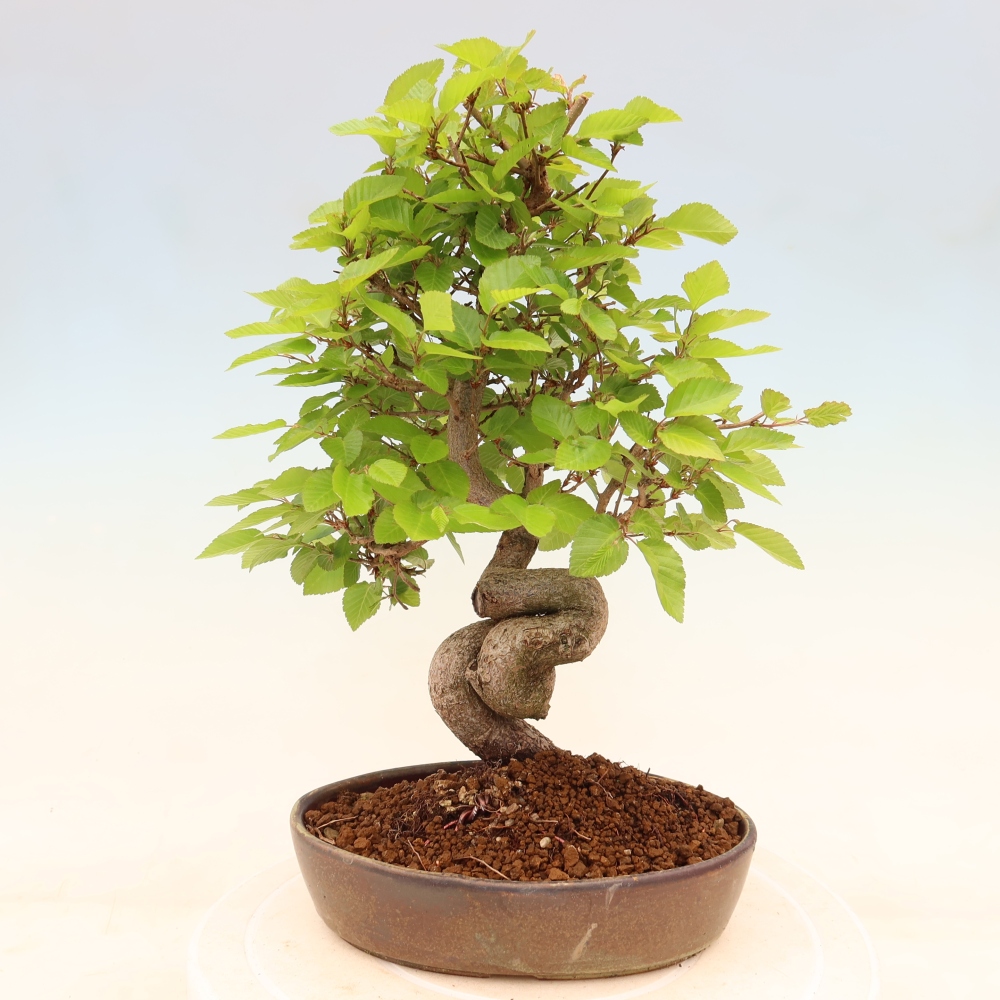 Bonsai voor buiten -Carpinus Coreana - Koreaanse haagbeuk