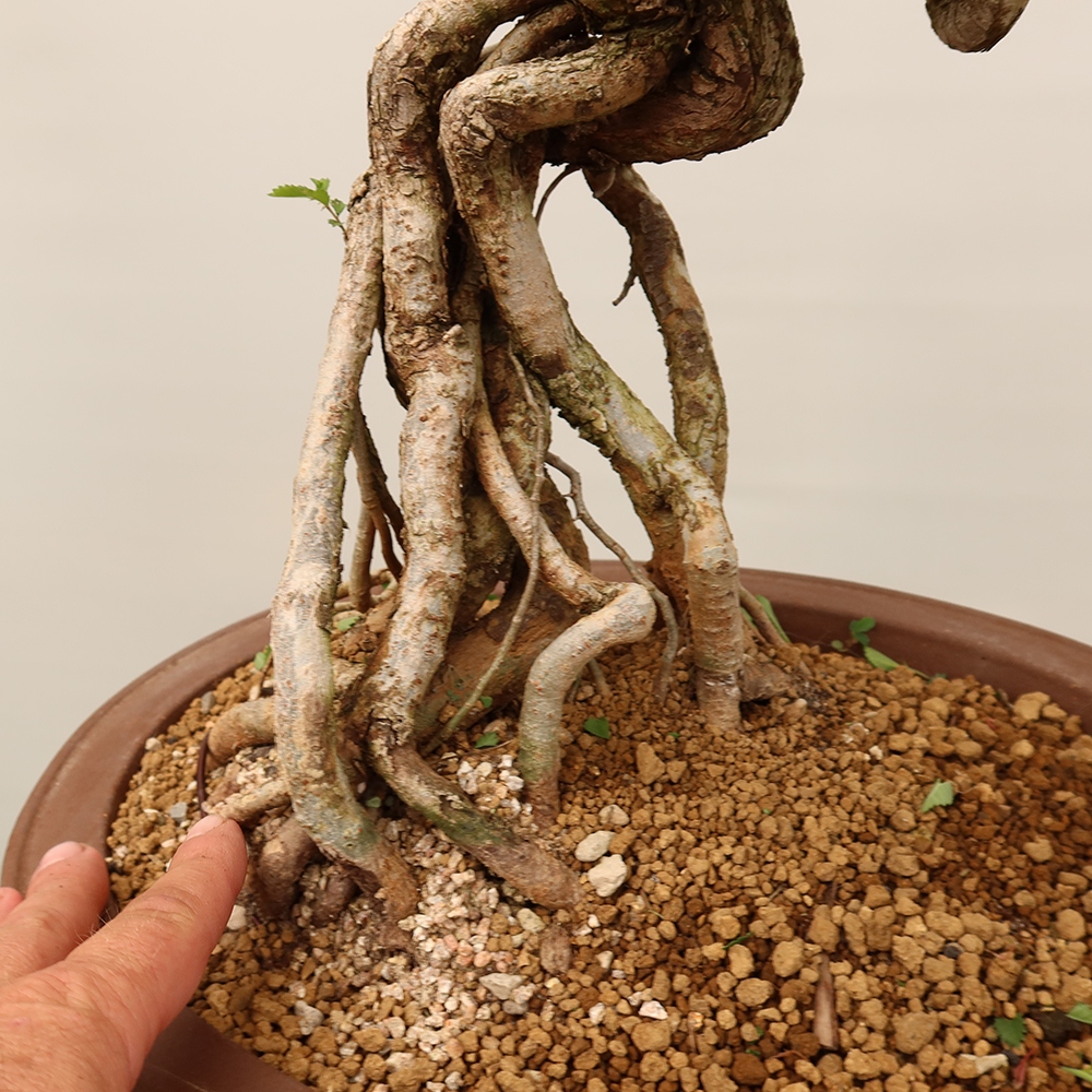 Bonsai voor buiten - Zelkova - Zelkova NIRE