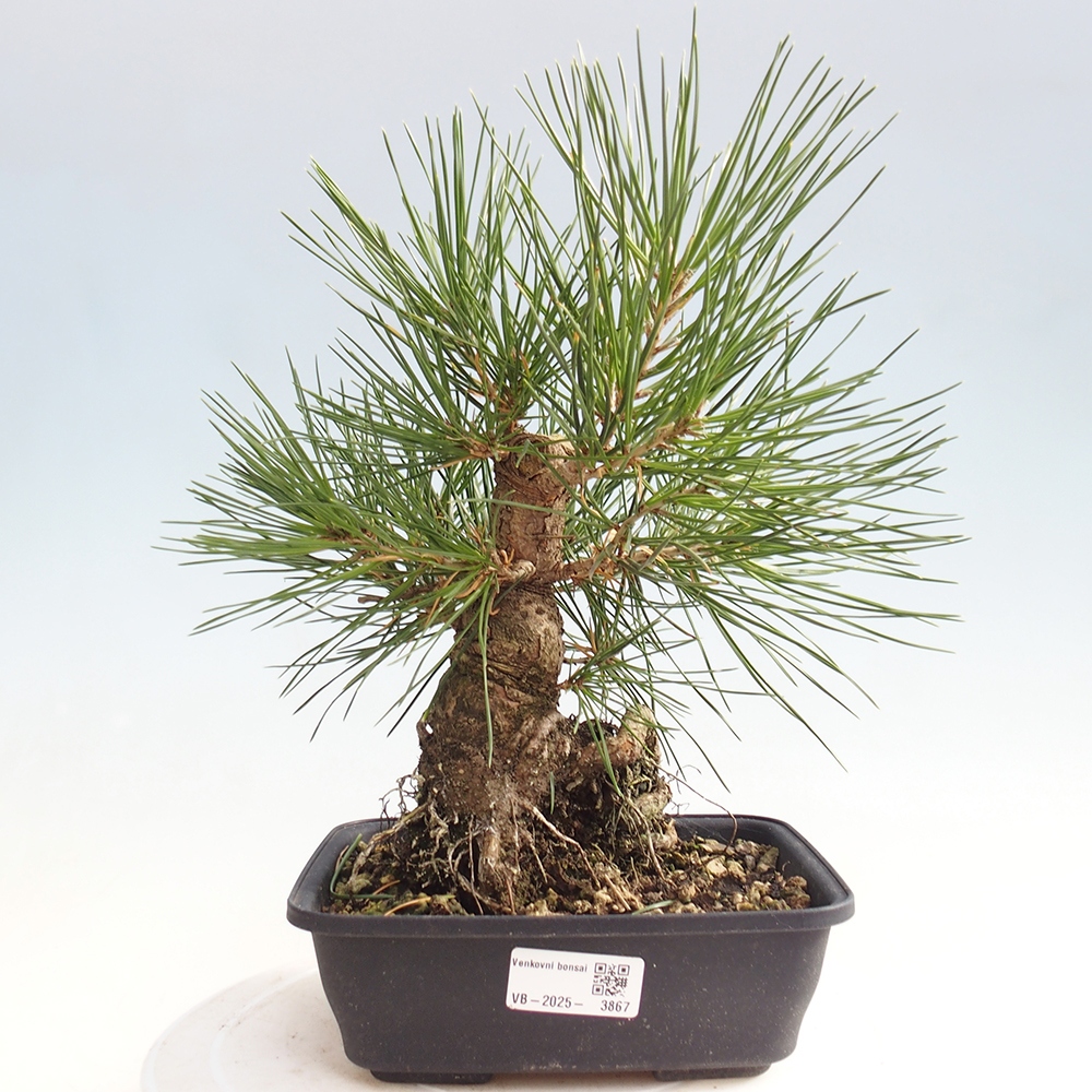 Bonsai voor buiten - Pinus thunbergii - Thunberg den