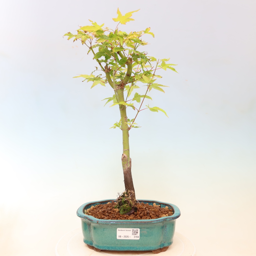 Acer palmatum Aureum - Gewone esdoorn