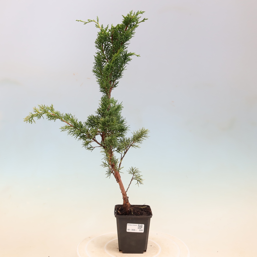 Bonsai voor buiten - Juniperus chinensis Kishu