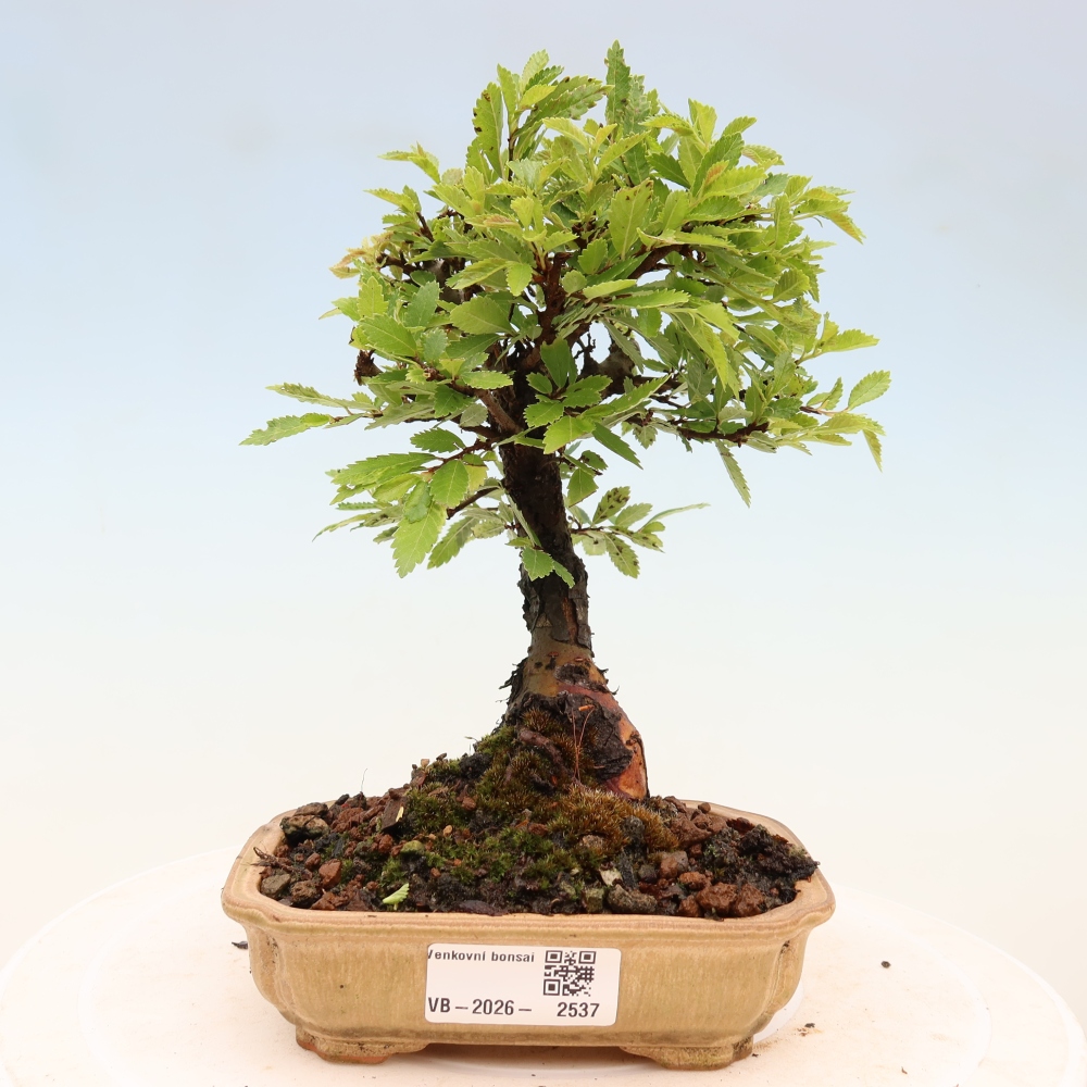 Bonsai voor buiten - Zelkova - Zelkova NIRE