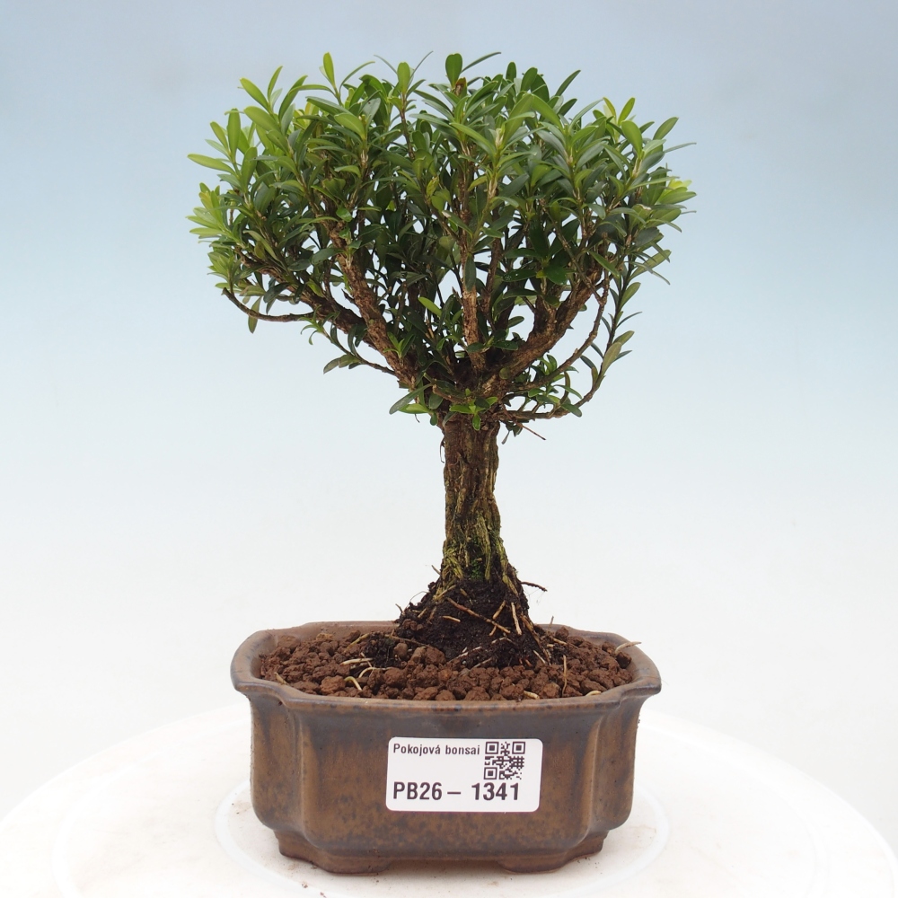 Kamerbonsai - Buxus harlandii - kurk buxus